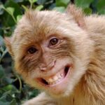 MonkeMan